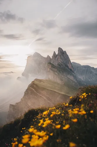 Горы Обои на телефон гора с желтыми цветами
