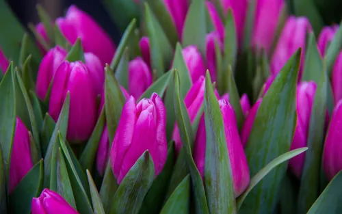 Весна Тюльпаны Обои на телефон группа цветов