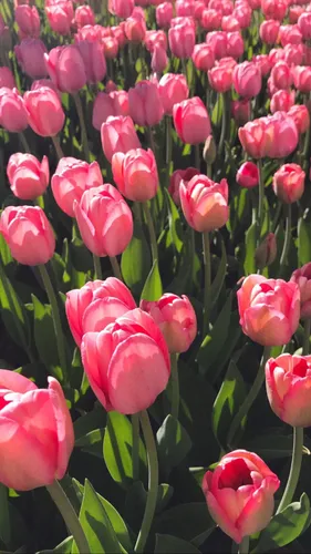 Весна Тюльпаны Обои на телефон поле розовых цветов