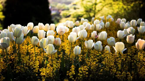 Весна Тюльпаны Обои на телефон поле белых цветов