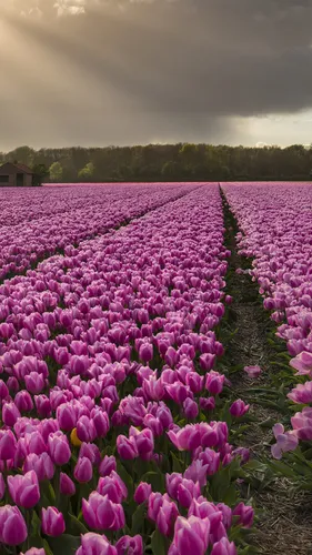 Весна Тюльпаны Обои на телефон поле фиолетовых цветов