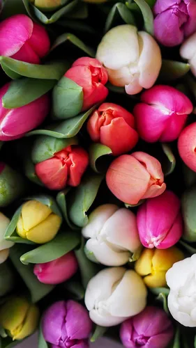 Весна Тюльпаны Обои на телефон группа разноцветных цветов