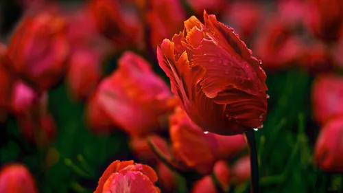 Весна Тюльпаны Обои на телефон снимок