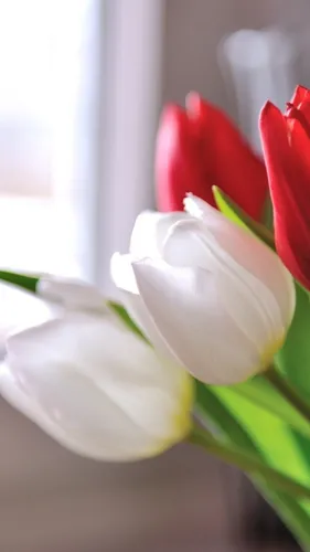 Весна Тюльпаны Обои на телефон крупный план белого цветка