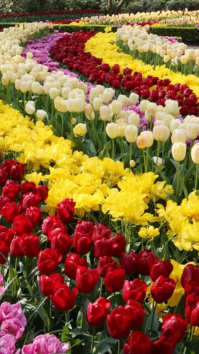 Весна Тюльпаны Обои на телефон бесплатные картинки