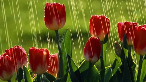 Весна Тюльпаны Обои на телефон рисунок