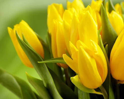 Весна Тюльпаны Обои на телефон крупный план желтого цветка