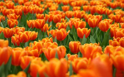 Весна Тюльпаны Обои на телефон поле оранжевых цветов