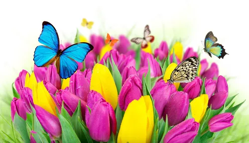Весна Тюльпаны Обои на телефон группа бабочек на цветке