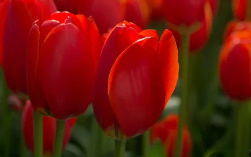 Весна Тюльпаны Обои на телефон арт