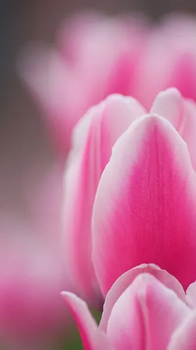 Весна Тюльпаны Обои на телефон крупный план розового цветка