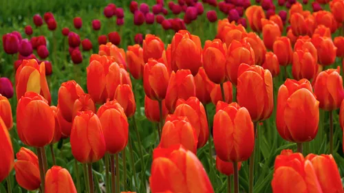 Весна Тюльпаны Обои на телефон поле красных тюльпанов