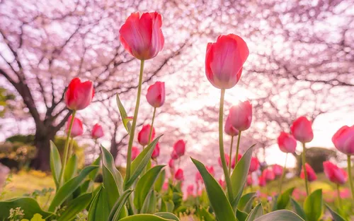 Весна Тюльпаны Обои на телефон группа розовых цветов