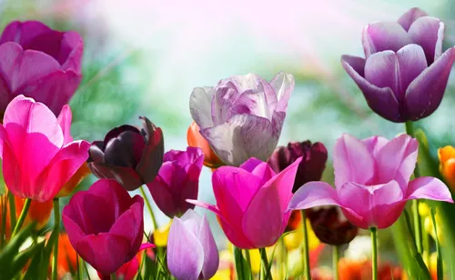 Весна Тюльпаны Обои на телефон фото для телефона
