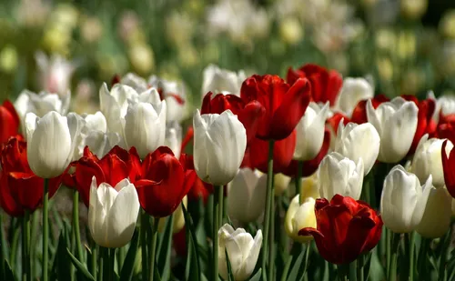 Весна Тюльпаны Обои на телефон поле красных и белых цветов