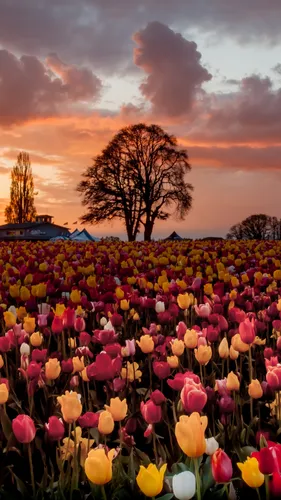 Весна Тюльпаны Обои на телефон поле разноцветных цветов