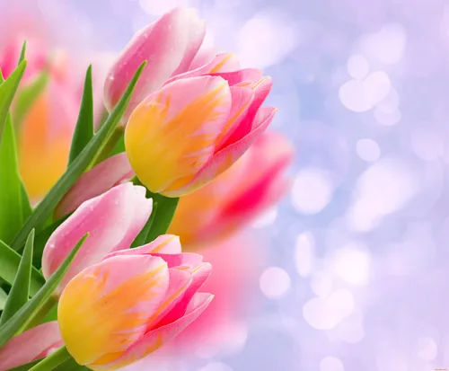 Весна Тюльпаны Обои на телефон крупный план некоторых цветов
