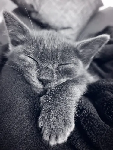 Кот Обои на телефон кошка спит на одеяле