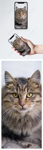 Кот Обои на телефон коллаж с изображением кота