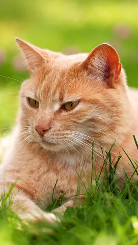 Кот Обои на телефон кошка, лежащая в траве