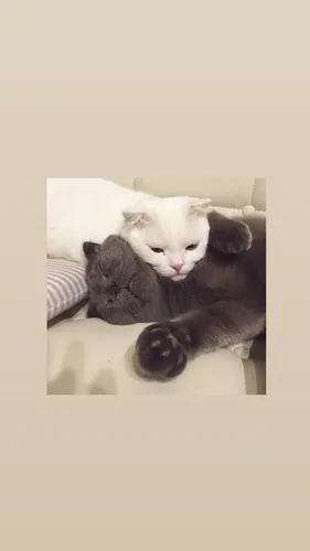 Кот Обои на телефон кошка, лежащая на кровати