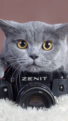 Кот Обои на телефон кот с фотоаппаратом