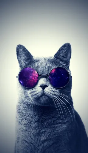 Коты Обои на телефон кошка в солнцезащитных очках