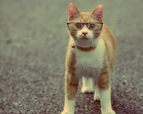 Коты Обои на телефон кот в очках
