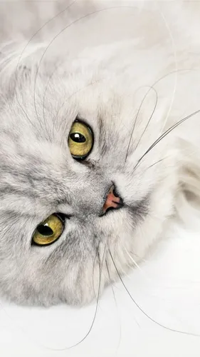 Коты Обои на телефон белая кошка с желтыми глазами
