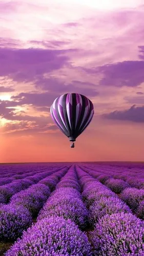 Лавандового Цвета Обои на телефон воздушный шар над полем фиолетовых цветов