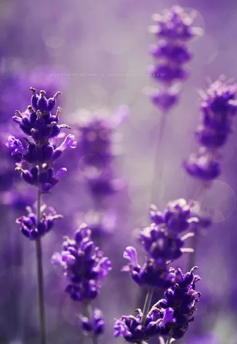 Лавандового Цвета Обои на телефон крупный план фиолетовых цветов