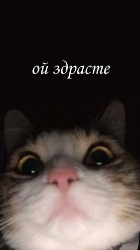 Мемы Обои на телефон кот с грустным лицом