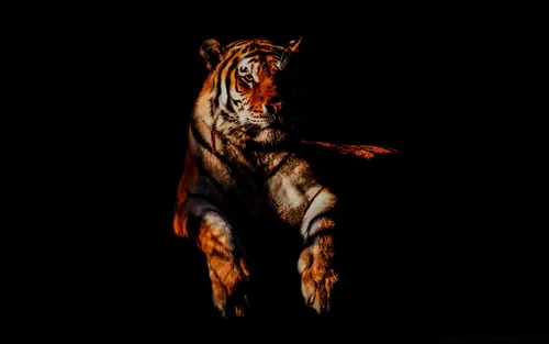 Тигр Фото Обои на телефон тигр с красным хвостом