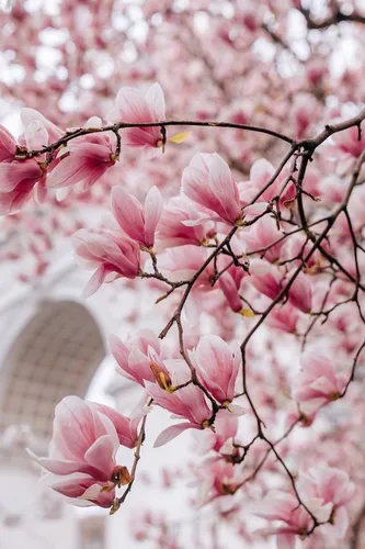 Заставки Цветы Обои на телефон крупный план розовых цветов на дереве