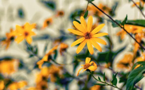 Заставки Цветы Обои на телефон крупный план желтого цветка