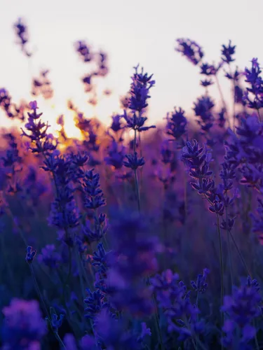 Заставки Цветы Обои на телефон поле фиолетовых цветов