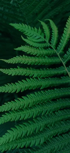 Высокого Качества Обои на телефон группа зеленых растений