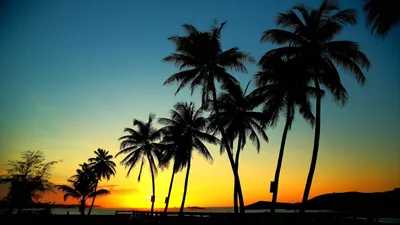 Фон рабочего стола где видно пальмы, пляж, закат, вечер, отдых, небо,  красивые обои, Palms, beach, sunset, evening, rest, sky, beautiful wallpaper
