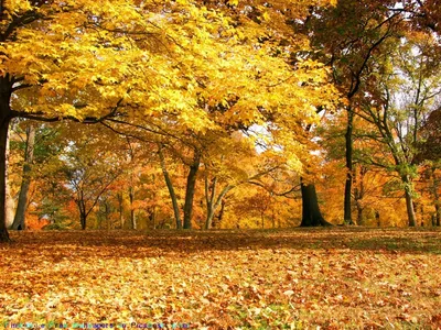 Природа, Осень - Красивые фото обои для рабочего стола комп. windows #109