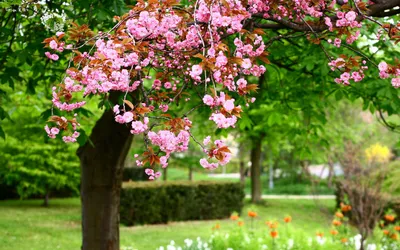 Цветущее дерево весной обои для рабочего стола, картинки и фото -  RabStol.net