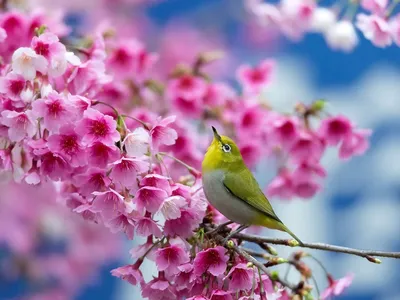 Скачать 1024x768 весна, сакура, ветка, цветы, красота, японский белый глаз  обои, картинки стандарт 4:3