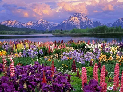 Озеро и цветы в горах весной - Реки, озера - Природа - Картинки на рабочий  стол