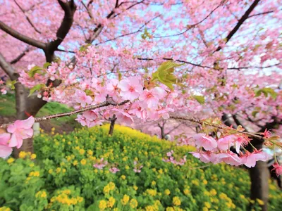 Скачать 1024x768 весна, цветение, дерево, цветы обои, картинки стандарт 4:3