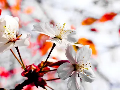 Скачать обои Весна, птицы, ветви, цветы на рабочий стол бесплатные картики  фото заставки для рабочего стола - Природа