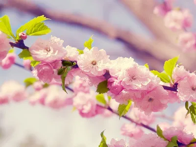 HD картинки весна 1024x768, обои весенние цветы 1024x768, скачать обои  высокого качества