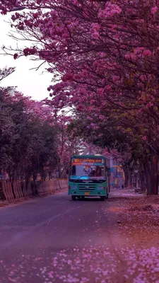 Bengaluru streets turn pink with Cherry Blossom-like flowers | Times of  India