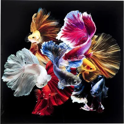Kare Design | Glass Picture Colorful Swarm Fish 120x120