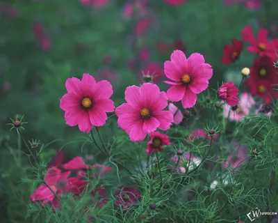Рисунок экзотические цветы, обои ромашковое поле, хризантемы, розы. Фото  цветы 1280x1024