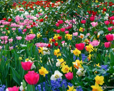 Скачать обои Цветущее великолепие (Цветы, Весна) для рабочего стола  1280х1024 (5:4) бесплатно, Макро фото Цветущее великолепие Цветы, Весна на рабочий  стол. | WPAPERS.RU (Wallpapers).