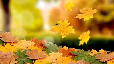 Обои на рабочий стол: Осень, Листья, Растения - скачать картинку на ПК  бесплатно № 20650